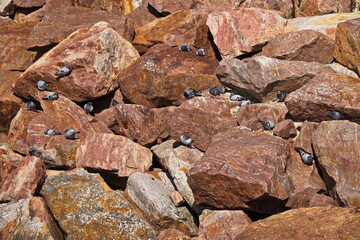 Pigeon colony on the coast in Esperance, Western Australia, Australia
Pigeon colony on the coast in Esperance, Western Australia, Australia
