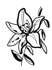 Black line sketches of lilies on a white background.lily flower in single continuous line drawing style for logo or emblem.
