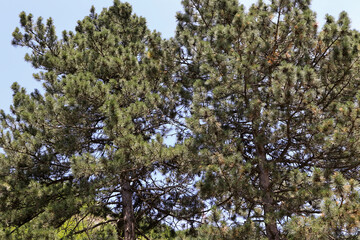View Looking Up At The Tops Of Tall Green Pine Trees With Lush Needles Against A Clear Blue Sky On A Sunny Day. Forest Nature Background.