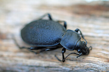 leather ground beetle