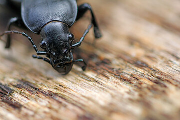 leather ground beetle