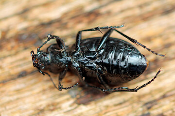 leather ground beetle