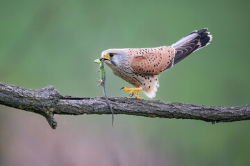 Common kestrel (Falco tinnunculus) holds a green lizard tightly in its beak while perched on a branch. Blurred green background of open woodland. The prey's motionless body adds visual tension.