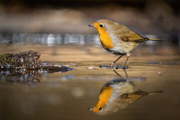 European robin (Erithacus rubecula) walks along shallow water, casting a glowing reflection. Sunlit stream in soft focus. The warm tones and bokeh create a serene, golden ambiance.