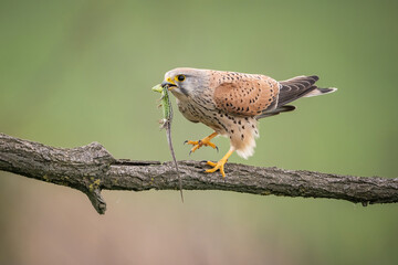 Common kestrel (Falco tinnunculus) prepares to step forward while holding a lizard in its beak....