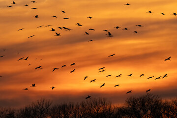 Sandhill cranes at sunset; Crane Trust; Nebraska