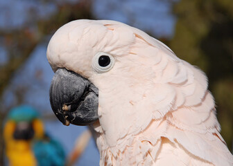 White Cockatoo