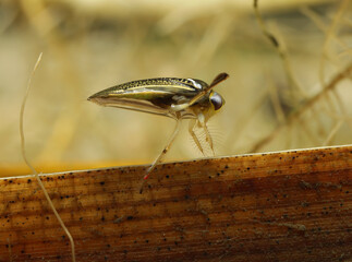 Adult Water Boatman (Cymatia americana) underwater, perched on a blade of dead grass in a pond,...