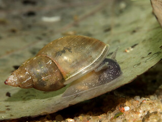 Marsh Pondsnail (Stagnicola elodes) underwater, crawling on a dead leaf at the bottom of a pond, macro close-up, side view. 