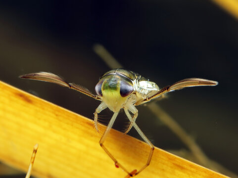 Adult Water Boatman (Cymatia americana) underwater, perched on a blade of dead grass in a pond, macro close-up, front view. 