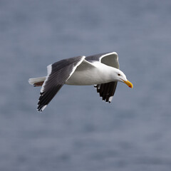 An iconic  seagull soars on grey wings over the coastline of San Diego California.  