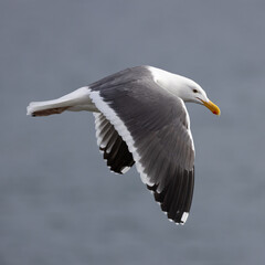A seagull soaring over the coast of Southern California.  