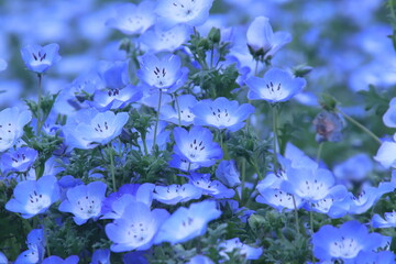 Blue World Nemophila