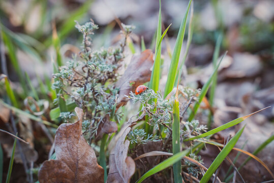 Ladybug on plant among grass and leaves, Vaslui, Moldova, Romania
