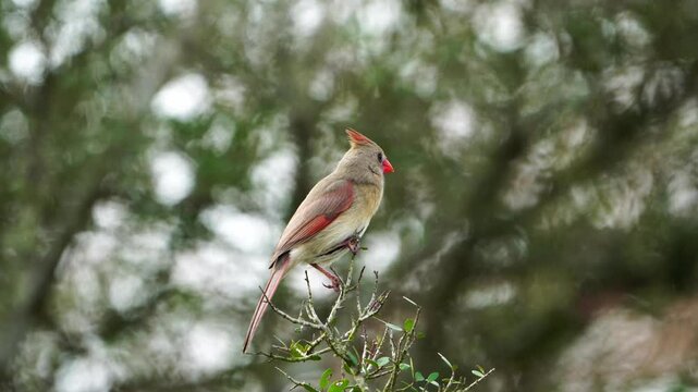 Close-up of a colorful female Cardinal perched in a tree. Detailed view of its vibrant plumage.