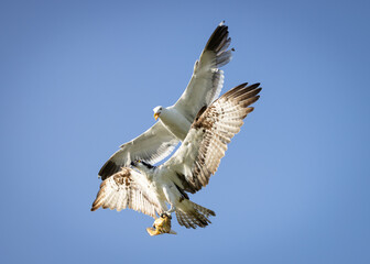 A seagull fighting with an Osprey over a fish while flying midair over Shelter Island in San Diego California
