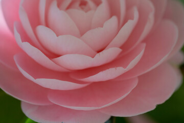 Close-up of Light Pink Camellia Flower in Full Bloom