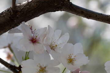 Cherry blossom Sakura tree details