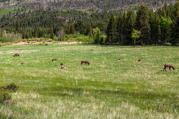 Elk in the grassy meadows at Rocky Mountain National Park.