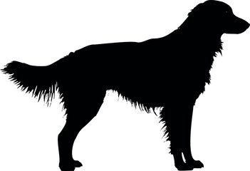 Cute dog posing on a white background. Friendly and loyal pet perfect for animal-related projects, pet care ads, veterinary services, dog training, companionship themes, and family lifestyle visuals.