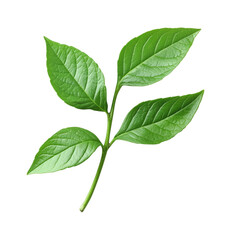 Obraz premium Fresh Green Plant Branch with Four Vibrant Leaves and Natural Veins Pattern on Stem Isolated on Transparent and White Background