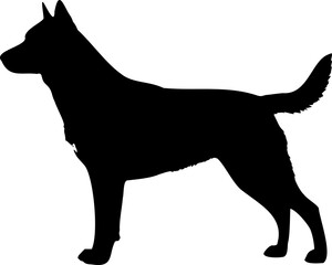 Cute dog posing on a white background. Friendly and loyal pet perfect for animal-related projects, pet care ads, veterinary services, dog training, companionship themes, and family lifestyle visuals.