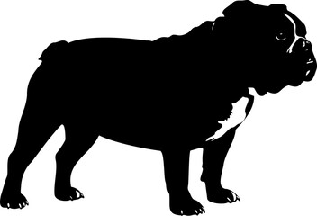 Cute dog posing on a white background. Friendly and loyal pet perfect for animal-related projects, pet care ads, veterinary services, dog training, companionship themes, and family lifestyle visuals.