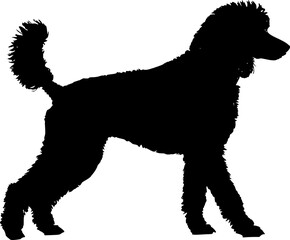 Cute dog posing on a white background. Friendly and loyal pet perfect for animal-related projects, pet care ads, veterinary services, dog training, companionship themes, and family lifestyle visuals.