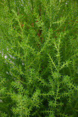 HIERBA PASTO TIPO HELECHO