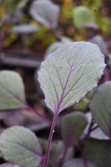 HOJA MORADA DE COL MORADA HUERTO JARDÍN