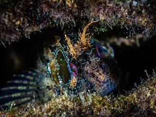 Tompot blenny from Cyprus
