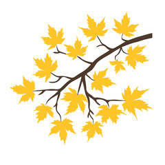 Fototapeta premium A close-up of a branch with yellow autumn maple leaves on a transparent and white background, ideal for nature design decoration, symbolizing autumn leaf fall and the season, in a modern flat