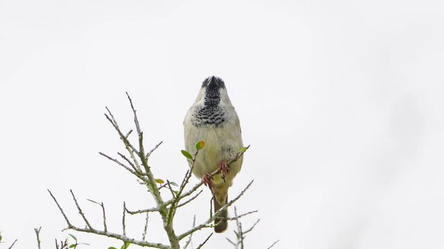 Watch a lone male House Sparrow perched at the very top of a small twig as it sings its characteristic song against a backdrop of a cloudy sky. Observe this common bird as it vocalizes