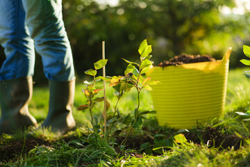 Spring planting work in the garden.Planting blueberry bushes.Organic farming. Gardener Planting in a Green Space.