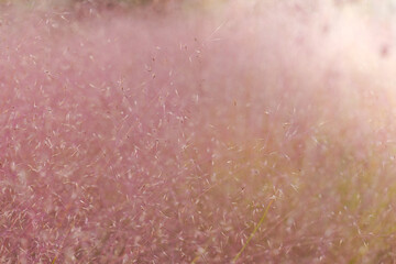 Fototapeta premium muhlenbergia capillaris .airy pink flower texture background.Cereals and herbs in the garden . Pink Cloud Muhly Grass.Close-Up of Pink Grass Blades.Pink ornamental grass in landscape design