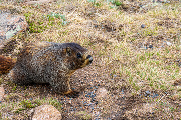 Marmot coming out of the rocky terrain high in the Rocky Mountains on a cold spring day.