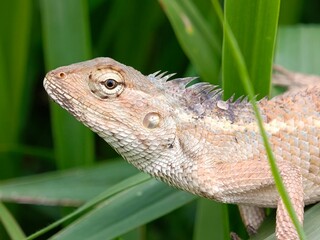 lizard on a tree