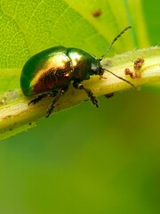 Metallic leaf beetle (Chrysomelidae family) exhibiting iridescent elytra.
