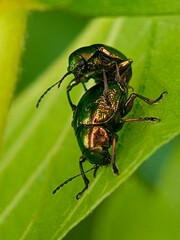 Two metallic leaf beetles (Chrysomelidae) engaged in mating behavior.
