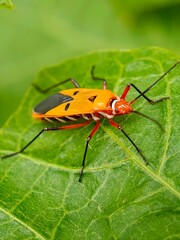 Close-up view of Bapak pucung (Dysdercus cingulatus) or also known as bok bok cong is a true ladybug from the Pyrrhocoridae family.
