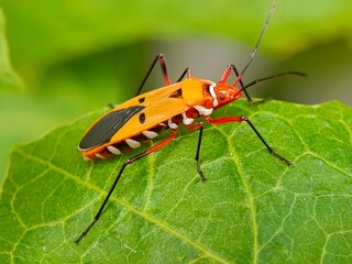 Close-up view of Bapak pucung (Dysdercus cingulatus) or also known as bok bok cong is a true ladybug from the Pyrrhocoridae family.