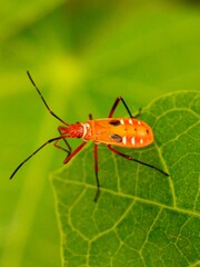 Close-up view of Bapak pucung (Dysdercus cingulatus) or also known as bok bok cong is a true ladybug from the Pyrrhocoridae family.