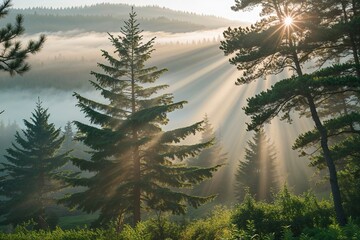 Serene Afternoon Pine Forest Scene with Sunlight Filtering Through Misty Fog