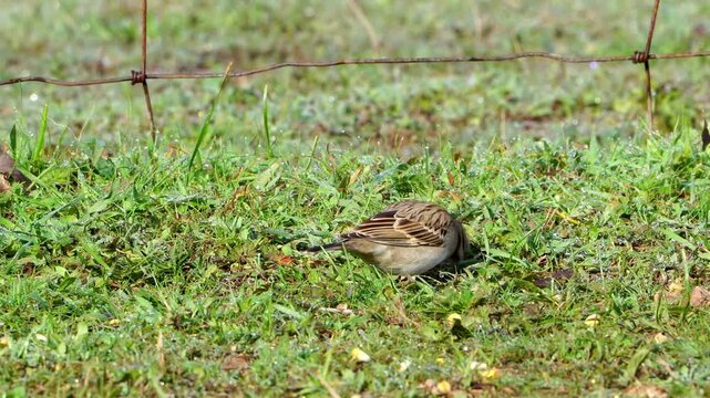 Watch a lone Lark Sparrow as it diligently feeds in lush green grass glistening with morning dew drops, all under bright sunlight. This video features high-quality ambient nature sounds