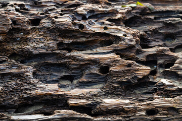 Weathered Driftwood with Intricate Textures on Oregon Coast