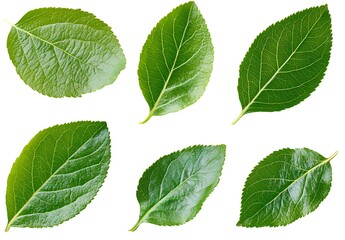 Naklejka premium Six Individual Green Leaves on a White Background for Nature Projects