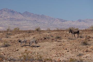Wild burros in the desert