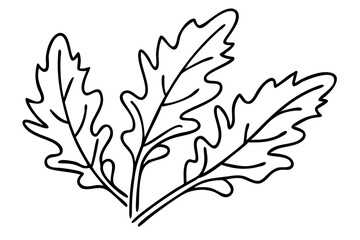 Arugula Leaf Line Art, Botanical Illustration, Minimalist Arugula Drawing