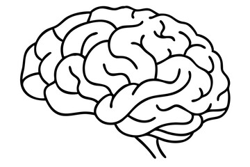 Brain Line Art, Minimalist Brain Illustration, Neurology Drawing, Human Brain Sketch