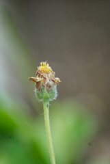 close up, macro lens, a single colored flower plant, bluer background